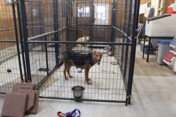Sanctuary_Kennels indoor medical building_2
