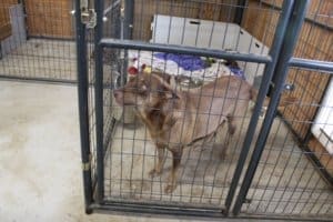 Rescue Ranch Sanctuary, mom amd pups in Kennel