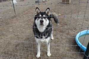 Rescue Ranch Sanctuary, Rory the husky