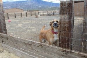 Rescue Ranch Sanctuary, Teto the shepherd mix