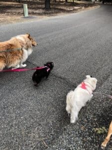 Zoie, now Rosie, walking on leash between housemates