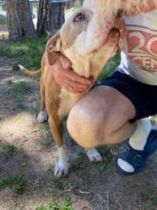 Dog Hospice Care, Pit BullSpirit giving kisses