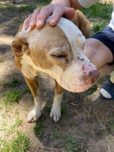 Dog Hospice Care, Pit Bull,Spirit sores on face