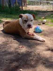 Dog Hospice Care, Pit Bull,Spirit resting in yard after 1 week of care