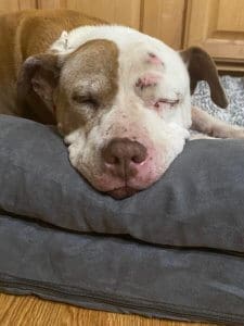 Dog Hospice Care, Pit BullSpirit indoors on bed