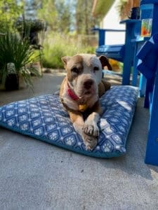 Dog Hospice Care, Pit Bull,Spirit on outdoors bed