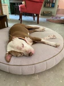 Dog Hospice Care, Pit Bull Spirit on her favorite bed