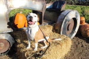 Rescue Ranch Pit Bulls, Olive and vintage tractor at Hunter Orchards