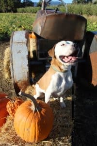 Rescue Ranch Pit Bulls, Olive behind vintage tractor at Hunter Orchards Pumpkin Patch