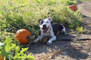 Rescue Ranch Pit Bulls, Ramona in pumkin patch with her hamburger toy
