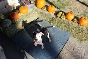 Rescue Ranch Pit Bulls, Ramona