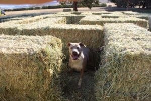 Rescue Ranch Pit Bulls, Titan in the stawbale maze