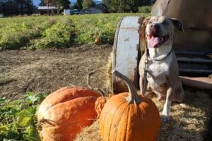 Rescue Ranch Pit Bulls, Titan behind vintage tractor at Hunter Orchards