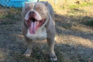 Rescue Ranch Pit Bulls, Heavey Metal a rescue boarder American bully