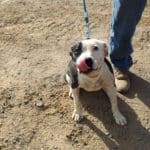 Pocket pittie, Ramona licking her nose