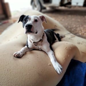 Pocket pittie, Ramona on doggy bed