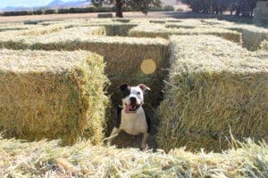 Pocket pittie, Ramona at Hunter Orchards strawbale masze