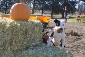 Pocket pittie, Ramona with hamburger squeaky toy at Hunter Orchards