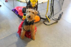 D & S Harley Davidson Pet Day, Welsh terrier in a tutu