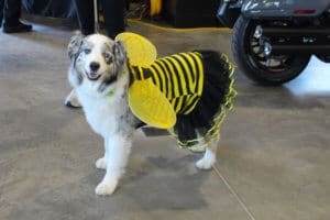 D & S Harley Davidson Pet Day, Dog in bee costume