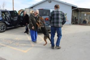 Rescue Ranch This Year,Dog returning from RRAAP Appt