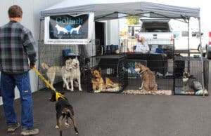 D & S Harley Davidson Pet Day,Goliath Mt Rescue Tent with huskies and shepherds