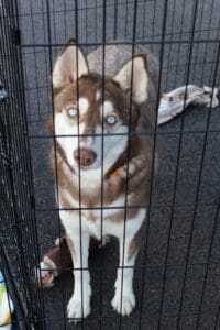 D & S Harley Davidson Pet Day, Goliath Mt Rescue husky