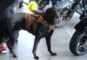 D & S Harley Davidson Pet Day, Jackson a lab mix visitor wearing a bronc riding cowboy on his back, special needs with mega esophagus