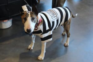 D & S Harley Davidson Pet Day, bull terrier in striped prisoner costume