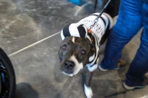 D & S Harley Davidson Pet Day, pittie in striped prisoner costume