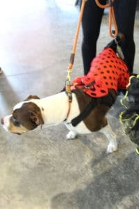 D & S Harley Davidson Pet Day, Dog in Ladybug costume