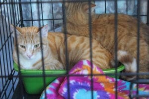 D & S Harley Davidson Pet Day, Melly Cat orange tabbies