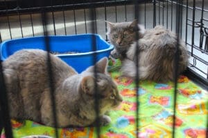 D & S Harley Davidson Pet Day, Melly Cat grey tortie angora