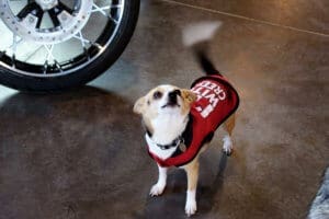 D & S Harley Davidson Pet Day, Red Dog Pet Supply dogs in red vest