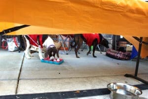 D & S Harley Davidson Pet Day, Red Dog Pet Supply dogs in red vests