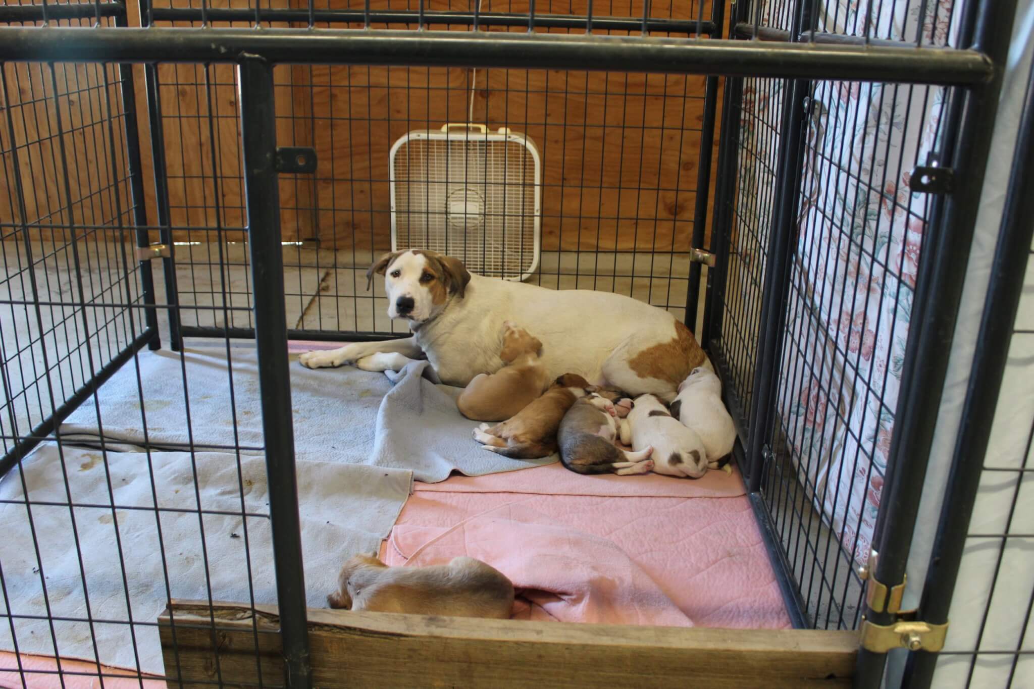 Giving Tuesday 2022, Rescue Ranch Sanctuary Momma dog with nursing pups