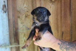 Rescue Ranch Sanctuary_Puppy CU