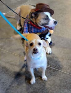 D & S Harley Davidson Pet Day, Roxy with out a costume in front of Radar as cowboy