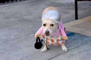 D & S Harley Davidson Pet Day, Roxy in old lady costume