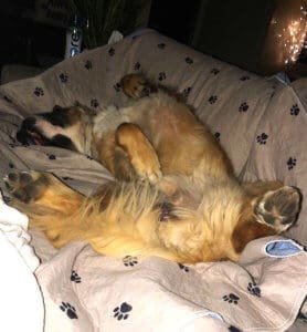 Saint Bernard, Thor, sleeping on his back