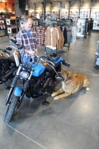 Saint Bernard, Thor with Rick at D & S Harley Davidson