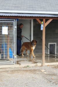 Saint Bernard, Rick bringing Thor out for his trip to Sacramento