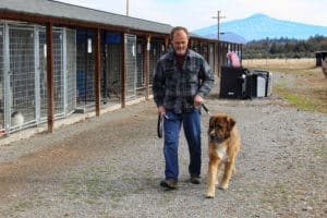 Saint Bernard, Rick bringing Thor out for his trip to Sacramento