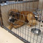 Saint Bernard, Thor, the Mill Fire evacuee in his kennel