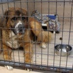 Saint Bernard, Thor, the Mill Fire evacuee in his kennel