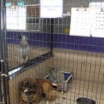 Saint Bernard, Thor, the Mill Fire evacuee in his kennel