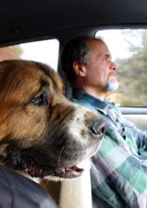 Saint Bernard, Thor, happy Rick is back in the driver's seat