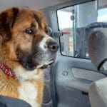Saint Bernard, Thor, spots waiting for Rick to return to van at gas station
