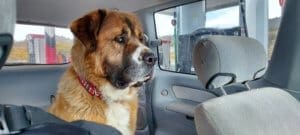 Saint Bernard, Thor, spots waiting for Rick to return to van at gas station