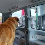 Saint Bernard, Thor, watches Rick gassing up the van